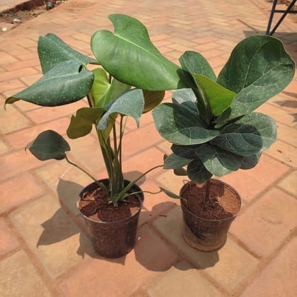 Buy Set of 2 - Monstera Big Leaf & Fiddle Leaf Fig in 5 Inch Plastic Pot Online | Urvann.com