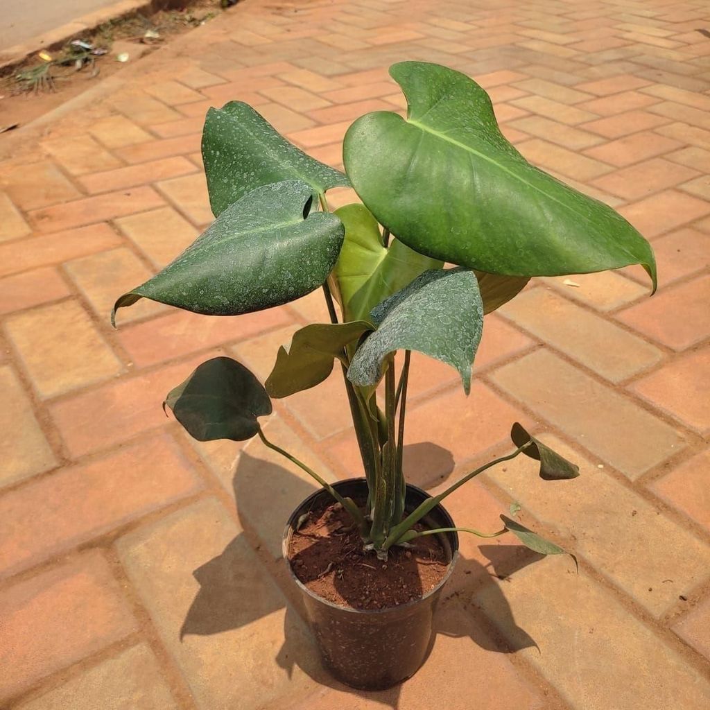 Buy Monstera Big Leaf in 5 Inch Plastic Pot Online | Urvann.com Monstera Big Leaf in 5 Inch Nursery Pot