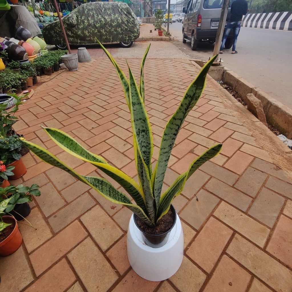 Buy Snake (~1 ft) in 6 Inch Plastic Pot Online | Urvann.com Snake (~1.5 ft) in 6 Inch Nursery Pot