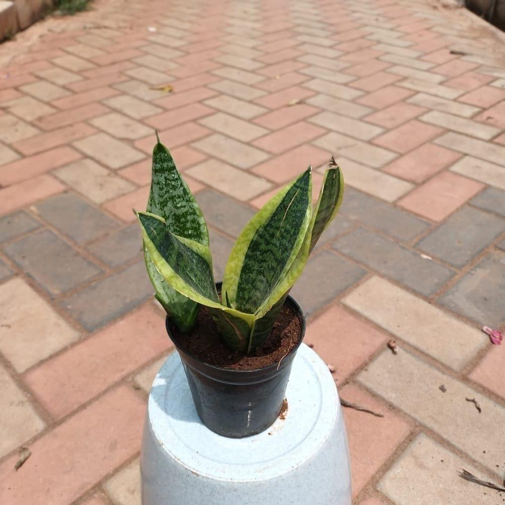 Buy Snake Sansevieria in 4 Inch Plastic Pot Online | Urvann.com Snake Sansevieria in 4 Inch Nursery Pot