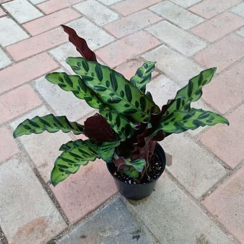 Exotic Calathea Rattle Snake in 4 Inch Nursery Pot