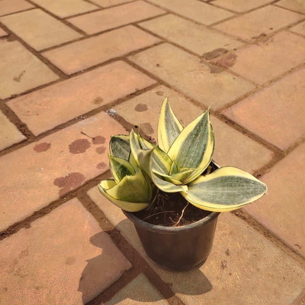 Buy Snake Variegated in 3 Inch Plastic Pot Online | Urvann.com Snake Variegated in 3 Inch Nursery Pot
