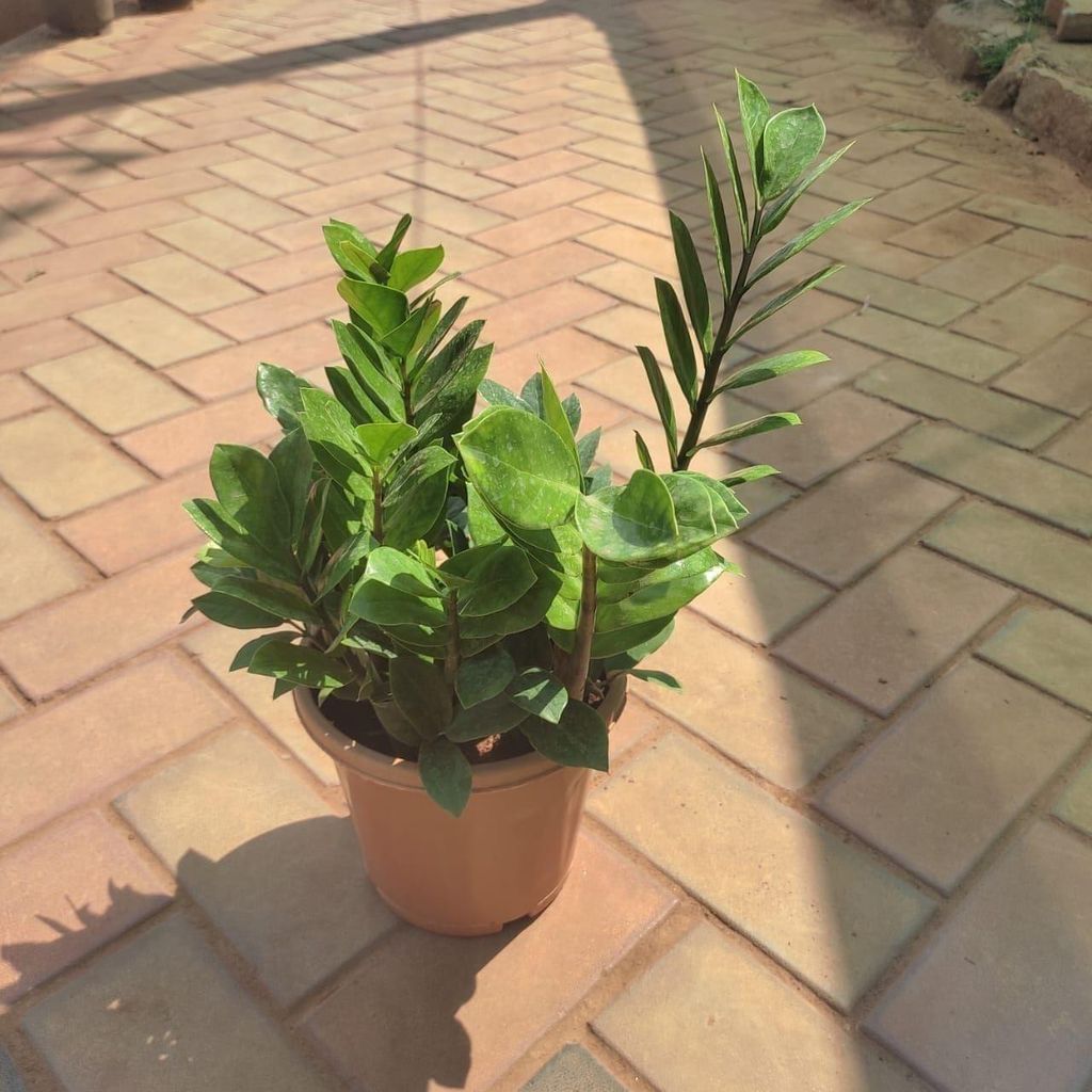 Buy Zz Green in 8 Inch Plastic Pot Online | Urvann.com Zz Green in 8 Inch Nursery Pot