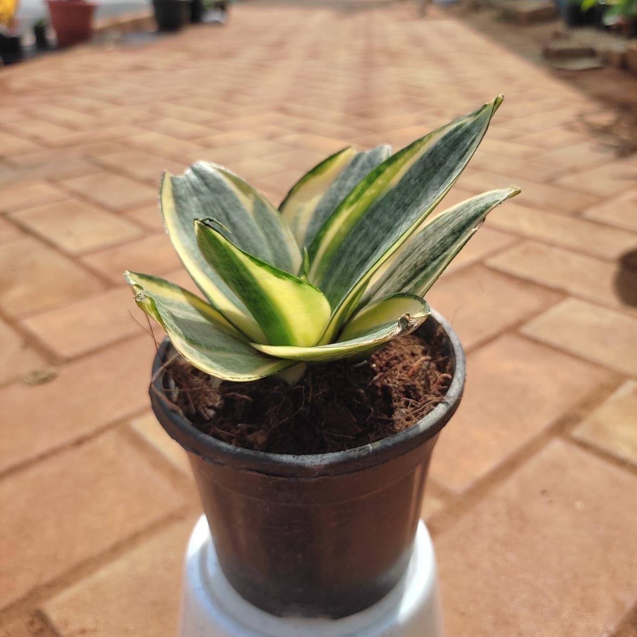 Snake Mint Sansevieria in 3 Inch Nursery Pot