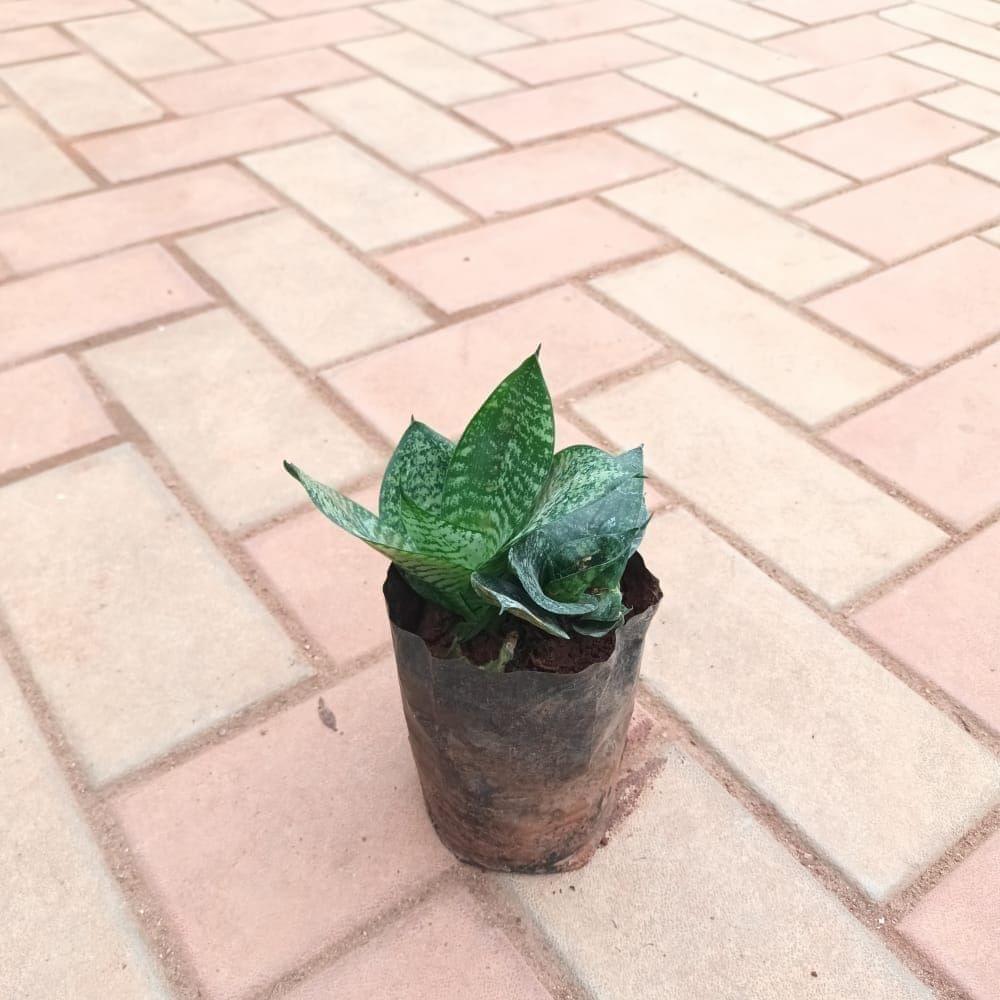 Buy Snake Green Small in 4 Inch Nursery Bag Online | Urvann.com Snake Green Small in 4 Inch Nursery Bag
