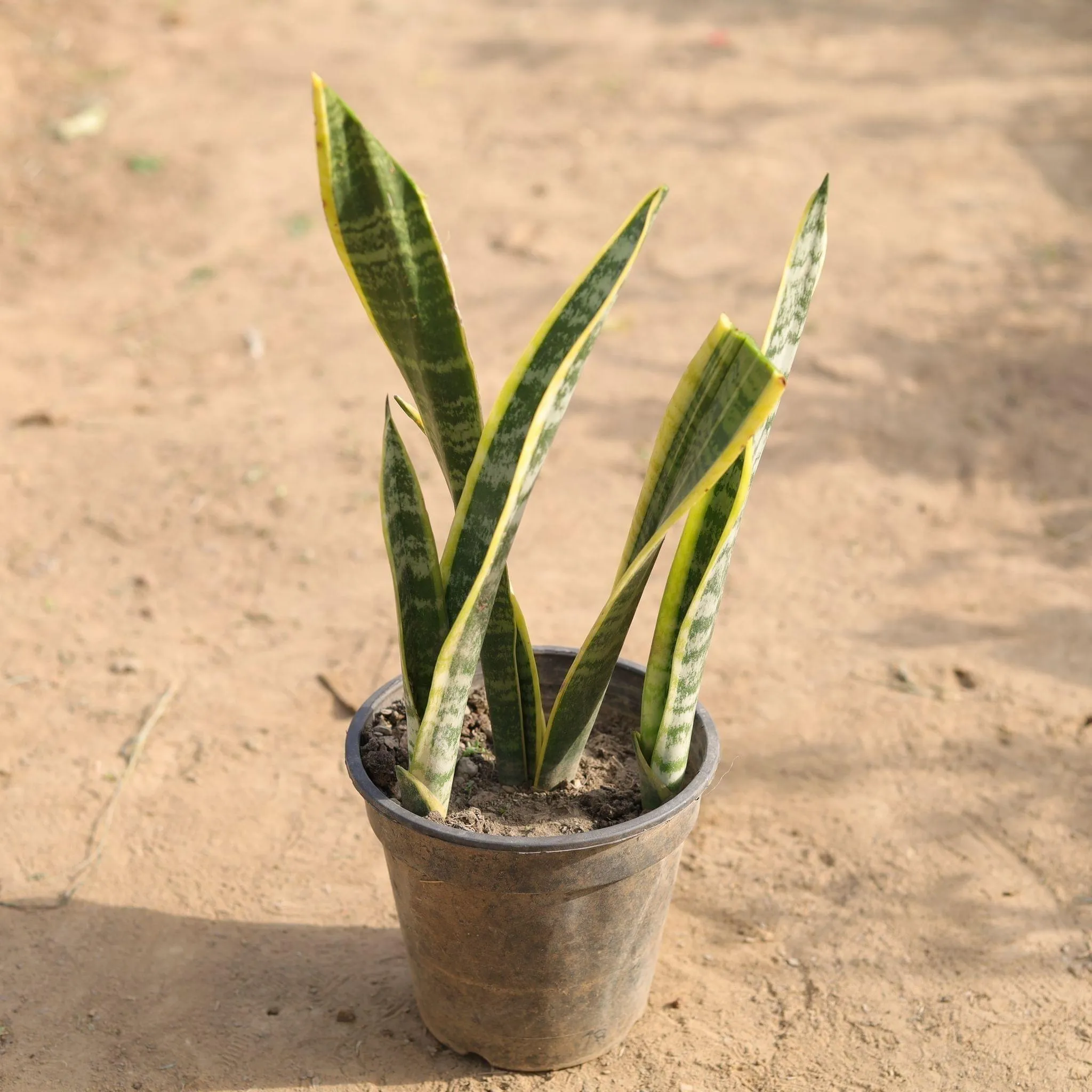 Snake Long in 5 Inch Nursery Pot