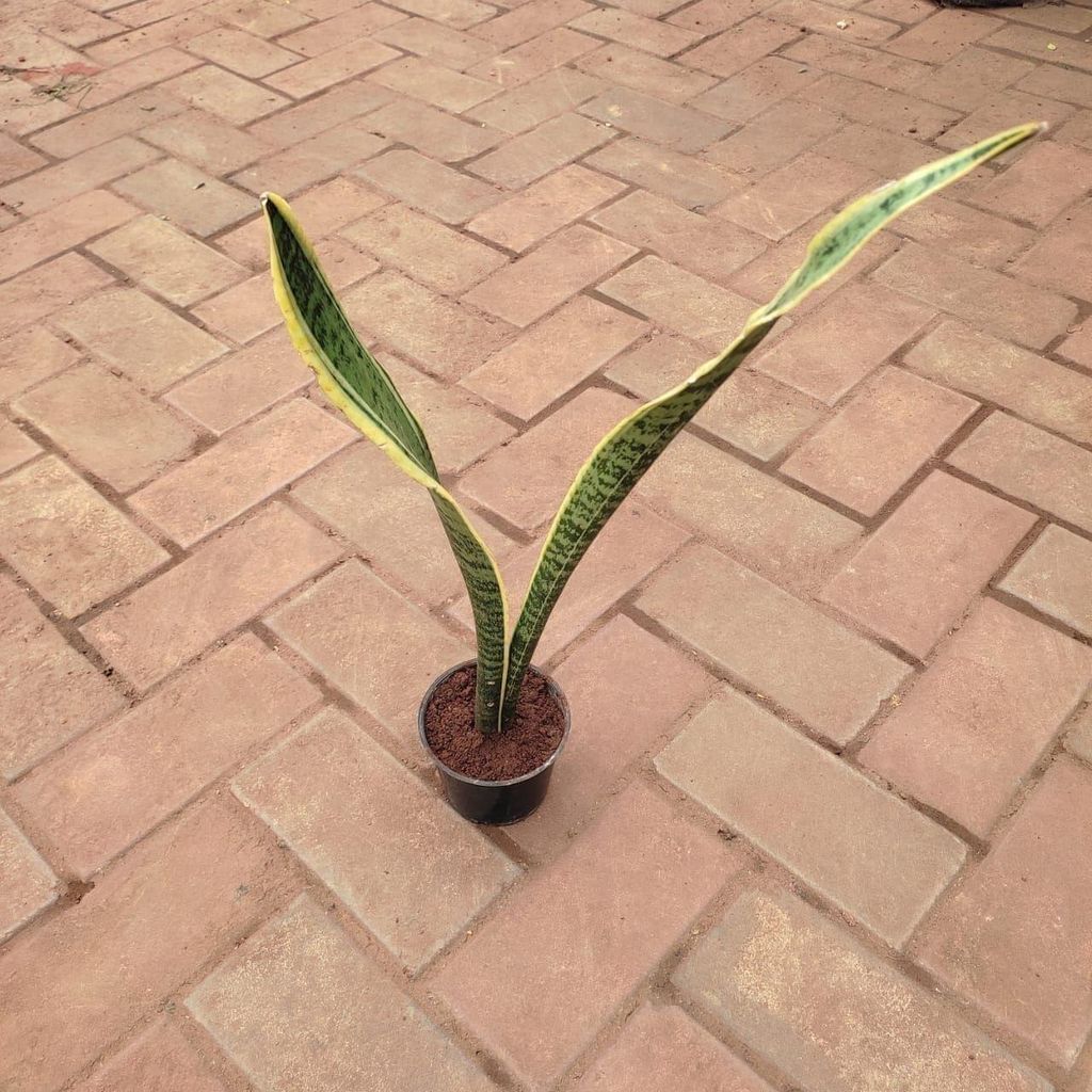 Buy Snake Plant (~ 1 Ft) in 4 Inch Plastic Pot Online | Urvann.com Snake Plant (~ 1 Ft) in 4 Inch Nursery Pot