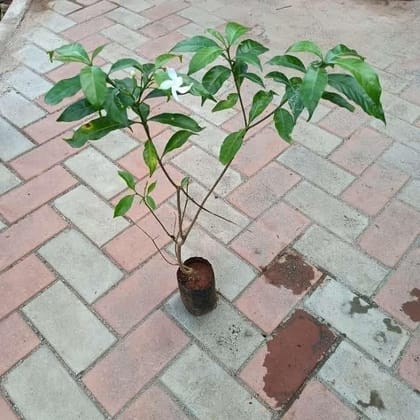 Buy Crepe Jasmine in 4 Inch Nursery Bag Online | Urvann.com