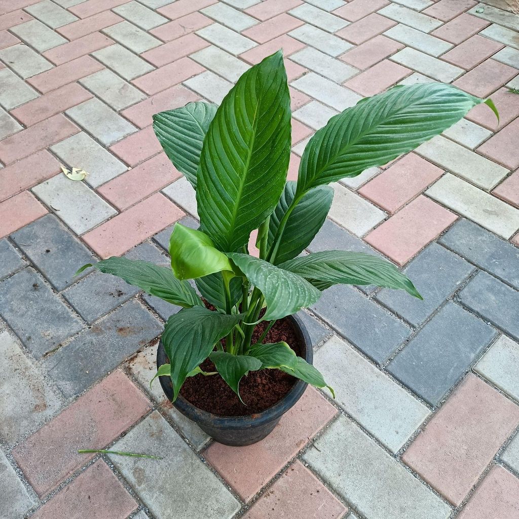 Peace lily large (any colour) in 10 Inch Nursery Pot