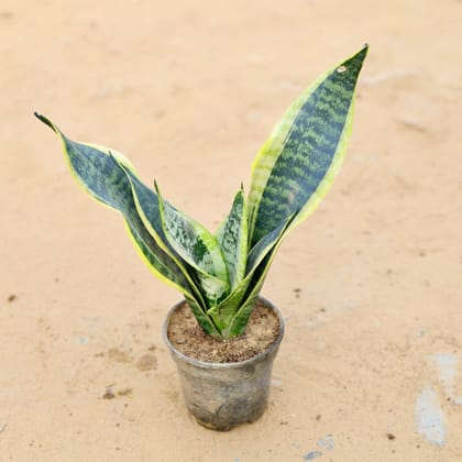 Buy Snake Yellow in 5 Inch Plastic Pot Online | Urvann.com