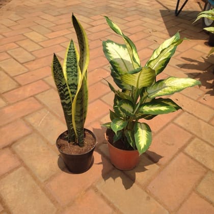 Buy Set of 2 - Snake Yellow Long & Dumb Cane / Dieffenbachia in 5 Inch Plastic Pot Online | Urvann.com