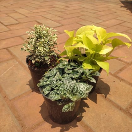Buy Set of 3 - Money Plant Golden, Aralia White & Fittonia Green in 4 Inch Plastic Pot Online | Urvann.com