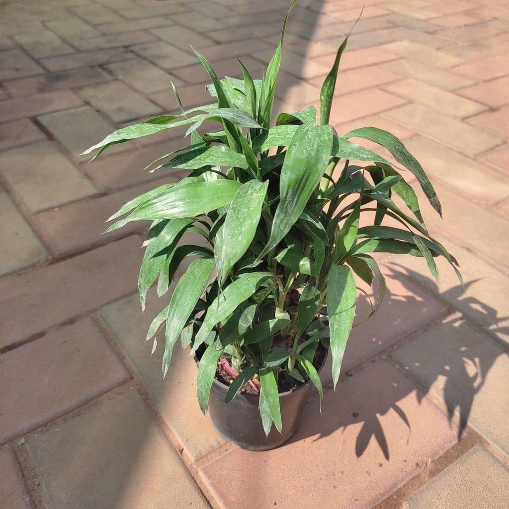 Lucky Bamboo Soil in 4 Inch Nursery Pot
