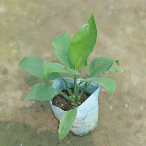 Peace Lily in 4 Inch Nursery Bag