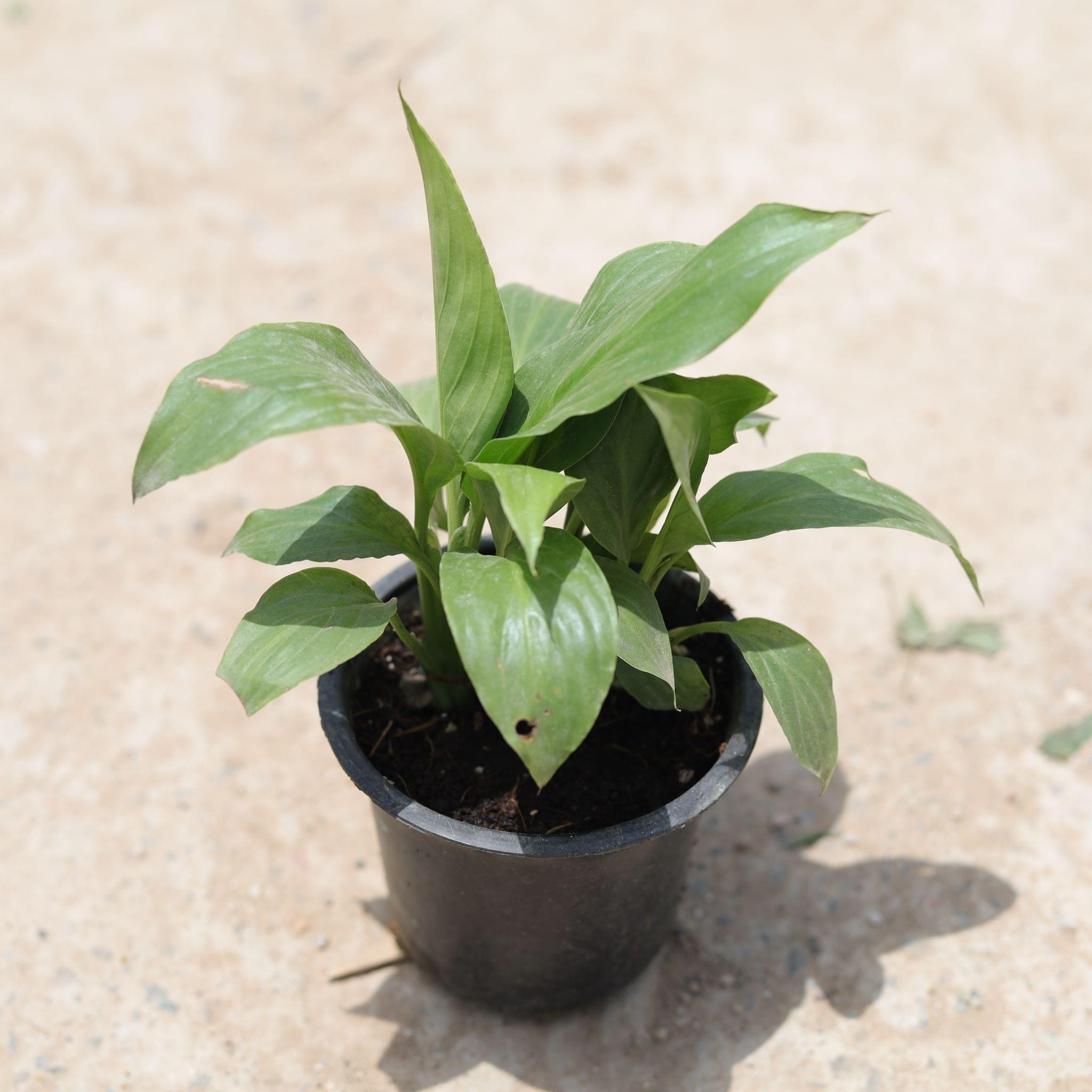 Peace Lily in 4 Inch Nursery Pot