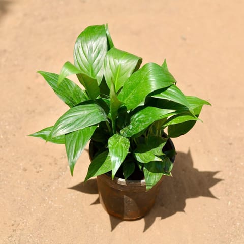 Peace Lily in 5 Inch Nursery Pot
