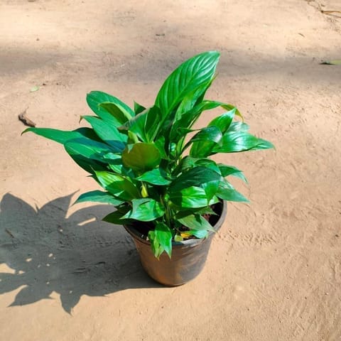 Peace Lily in 5 Inch Nursery Pot