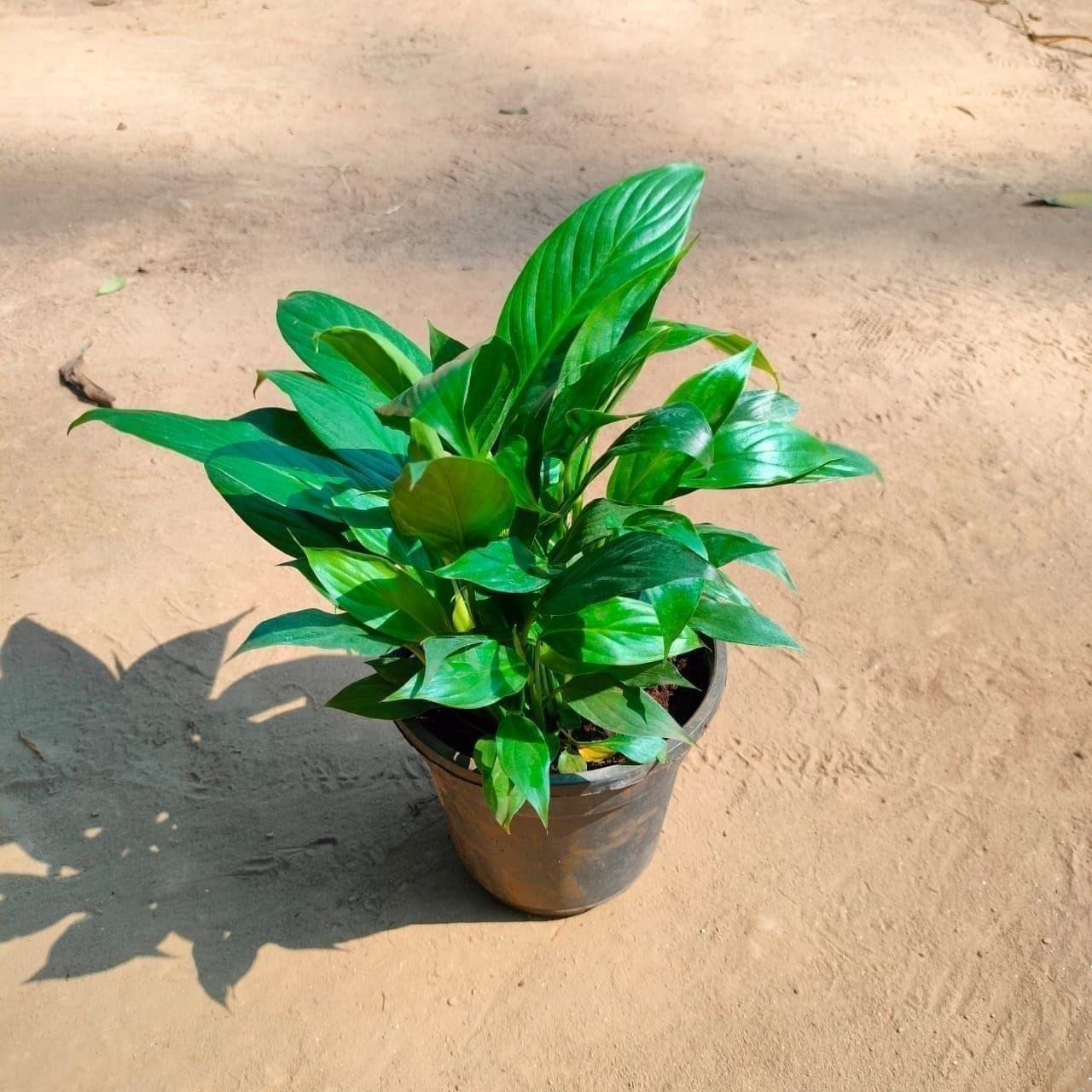 Peace Lily in 5 Inch Nursery Pot