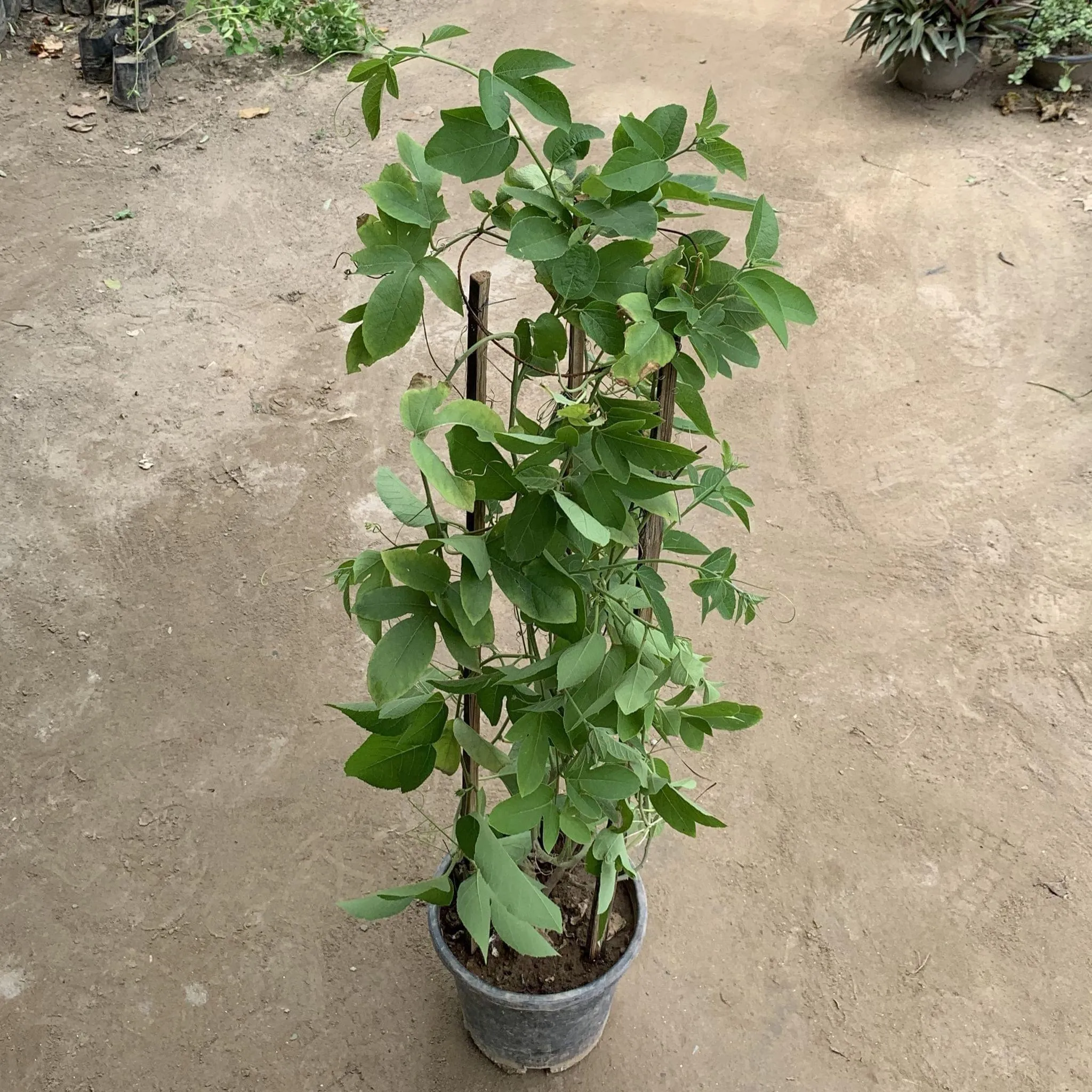 Passion Flower / Rakhi Bel (any colour) in 8 Inch Nursery Pot