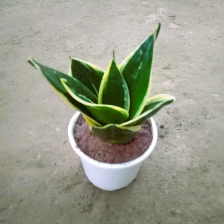 Dwarf Yellow Snake Plant in 4 Inch Nursery Pot