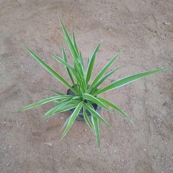 Spider Plant in 4 Inch Nursery Bag