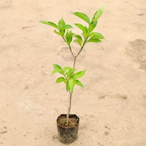 Double Chandni in 4 Inch Nursery Bag