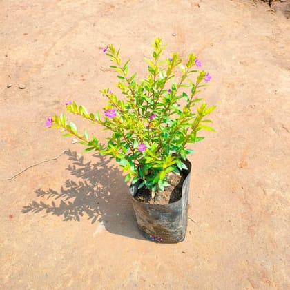 Cuphea / False Heather (any colour) in 3 Inch Nursery Bag