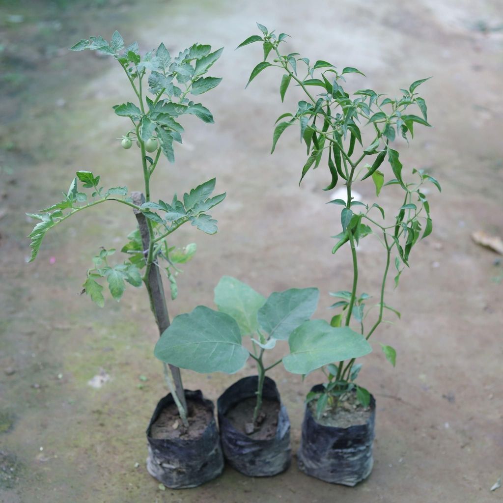 Set of 2 - Tomato & chilli Plant in 4 Inch Nursery Bag