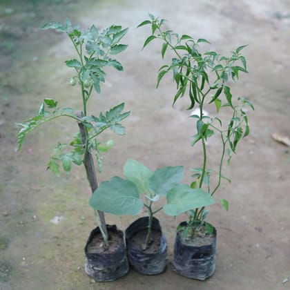 Buy Set of 2 - Tomato & chilli Plant in 4 Inch Nursery Bag Online | Urvann.com