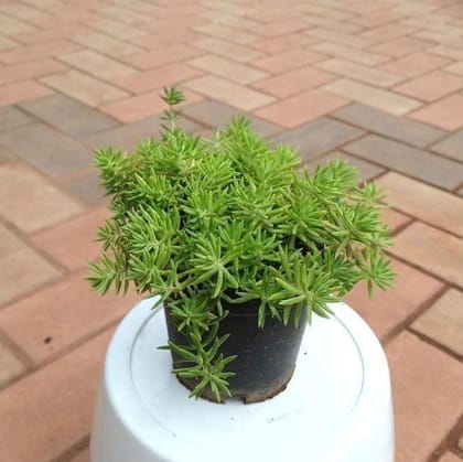 Buy Sedum Yellow Succulent in 5 Inch Plastic Pot Online | Urvann.com
