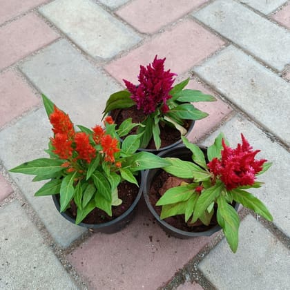 Buy Cocks Comb (any colour) in 4 Inch Plastic Pot Online | Urvann.com