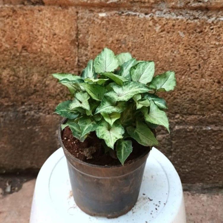 Syngonium Green White Bushy in 4 Inch Nursery Pot