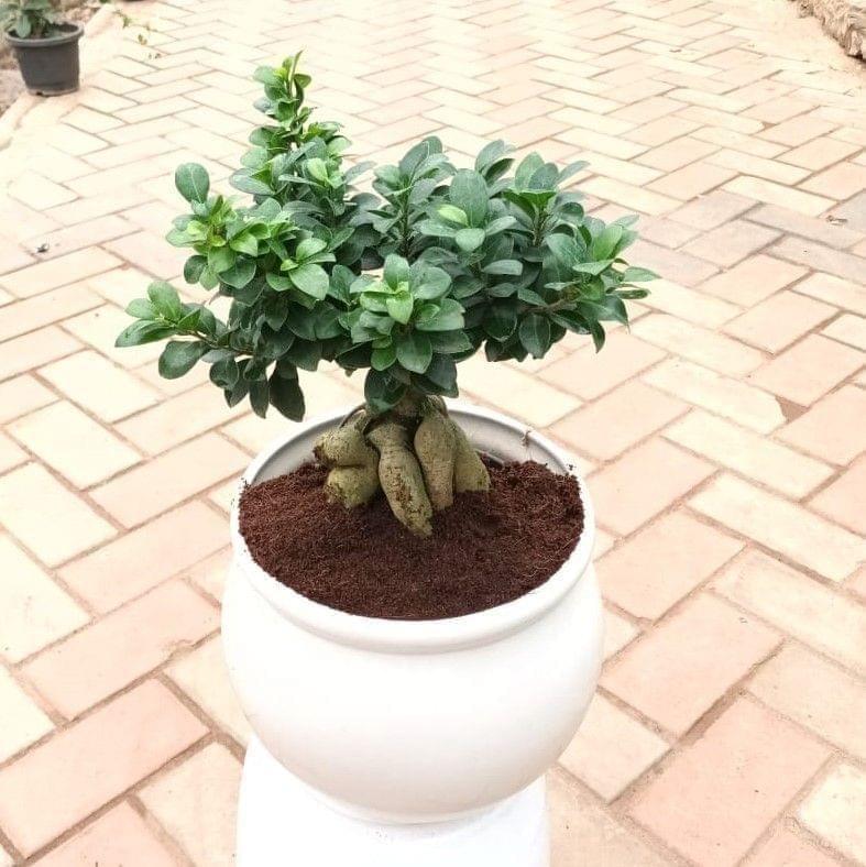 Buy Ficus Bonsai in 12 Inch Handi Ceramic Planter (anycolour) Online | Urvann.com Ficus Bonsai in 12 Inch Handi Ceramic Planter (anycolour)