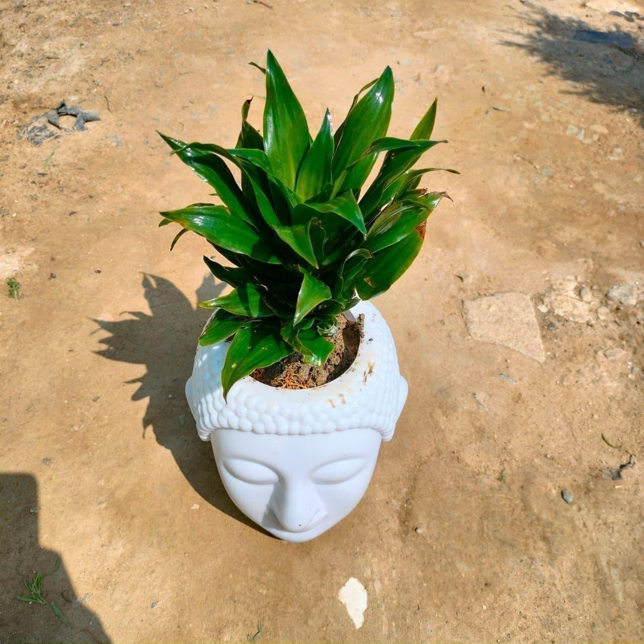 Dracaena Compacta in 6 Inch White Buddha Pot