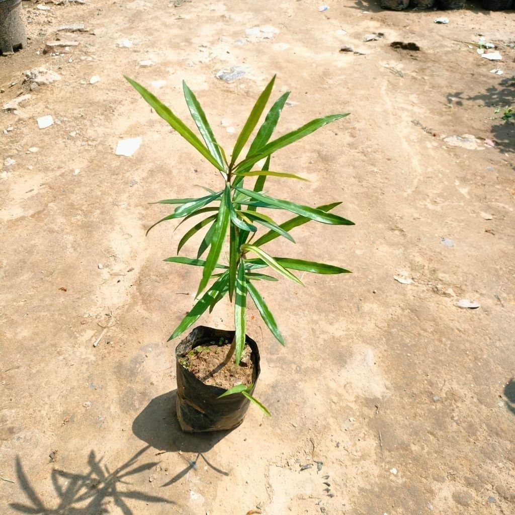 Buy Kaner / Oleander (any colour) in 4 Inch Nursery Bag Online | Urvann.com Kaner / Oleander (any colour) in 4 Inch Nursery Bag