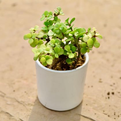Buy Jade in 3 Inch Classy White Round Ceramic Pot Online | Urvann.com