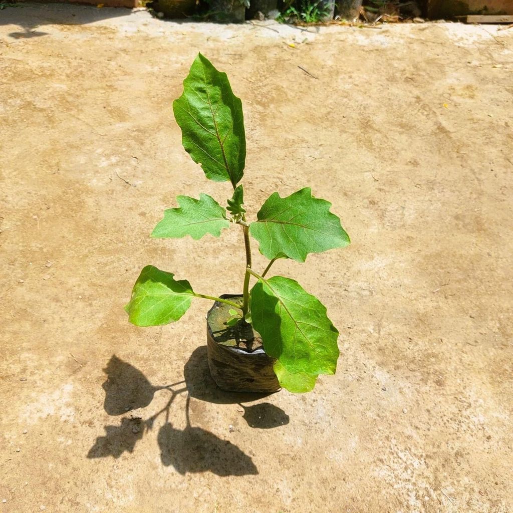 Baigan / Brinjal Plant in 4 Inch Nursery Bag