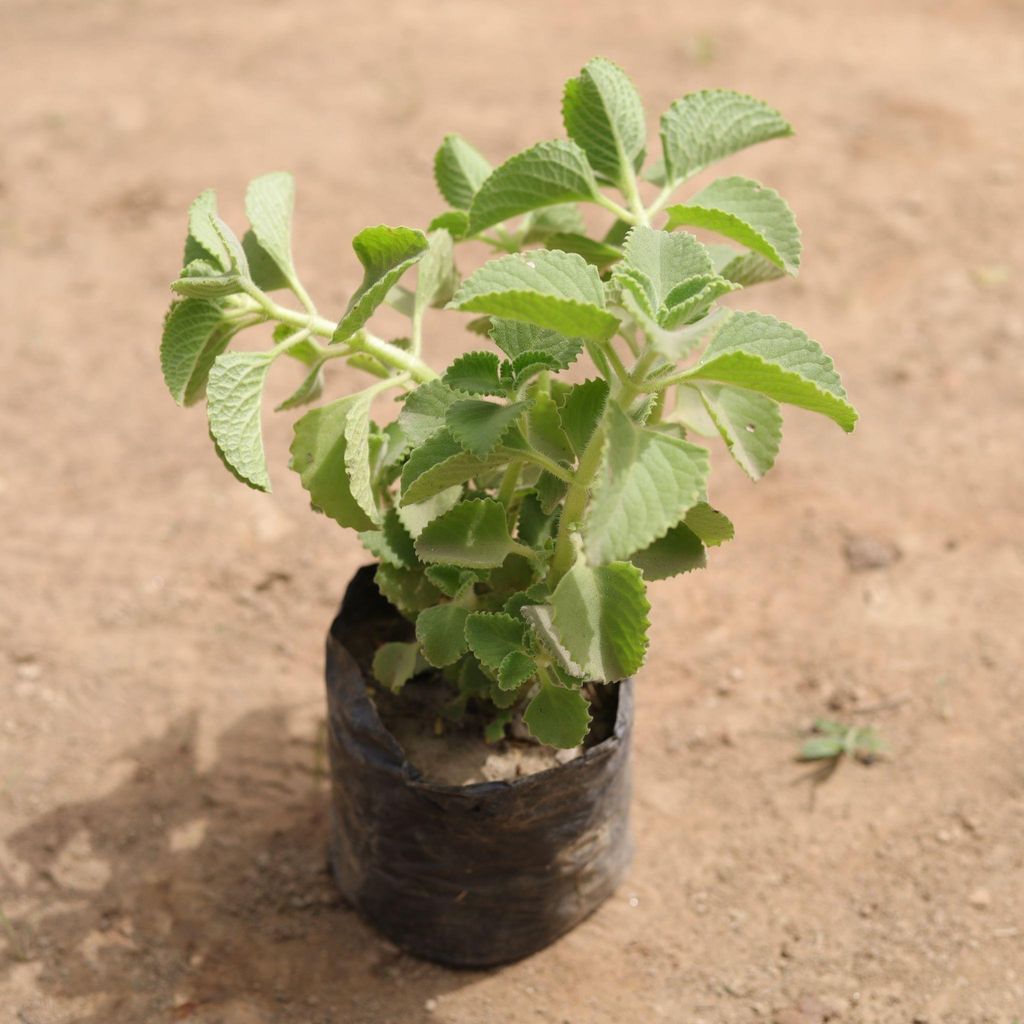 Ajwain Plant in 4 Inch Nursery Bag