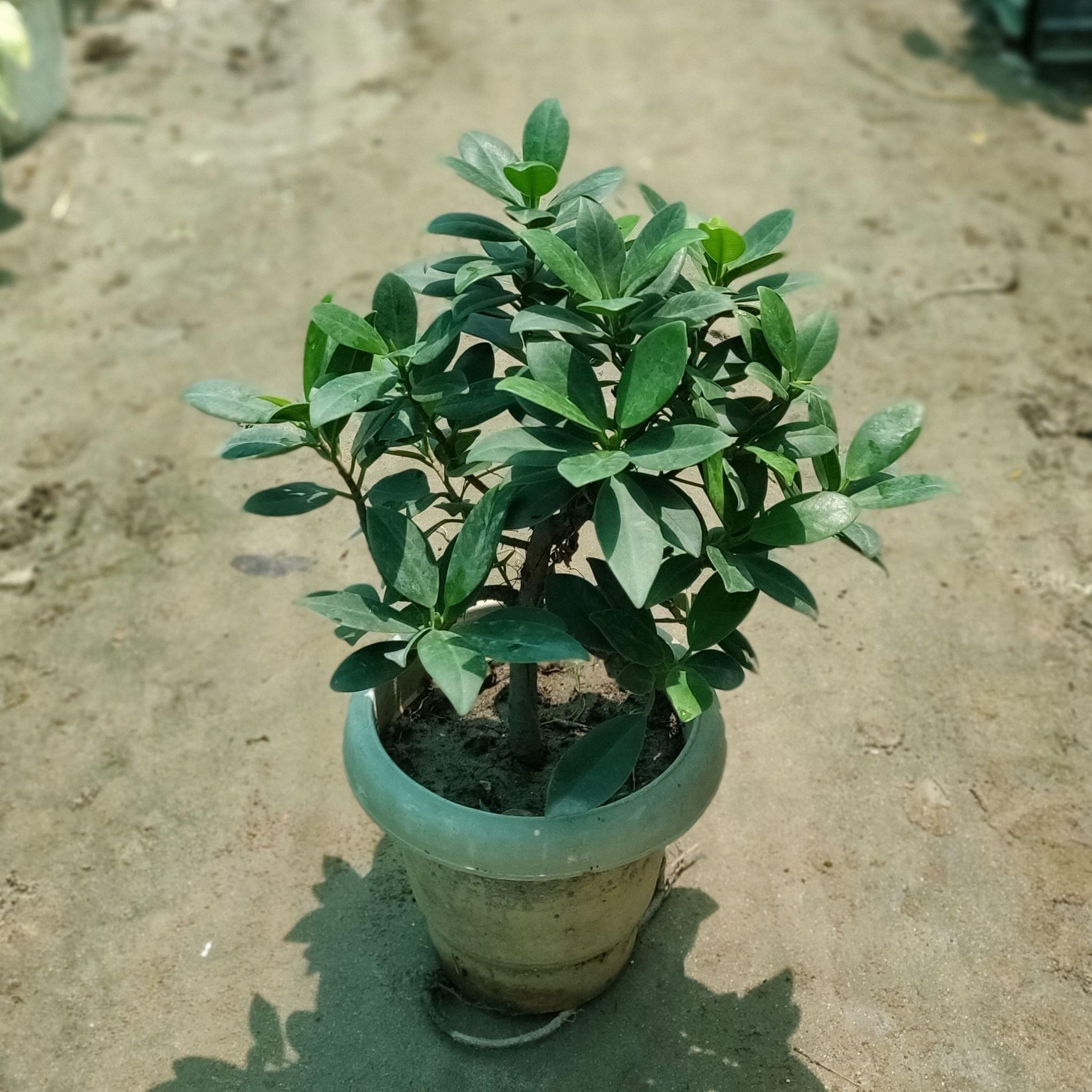 Ficus Long Island Bonsai in 6 Inch Nursery Pot