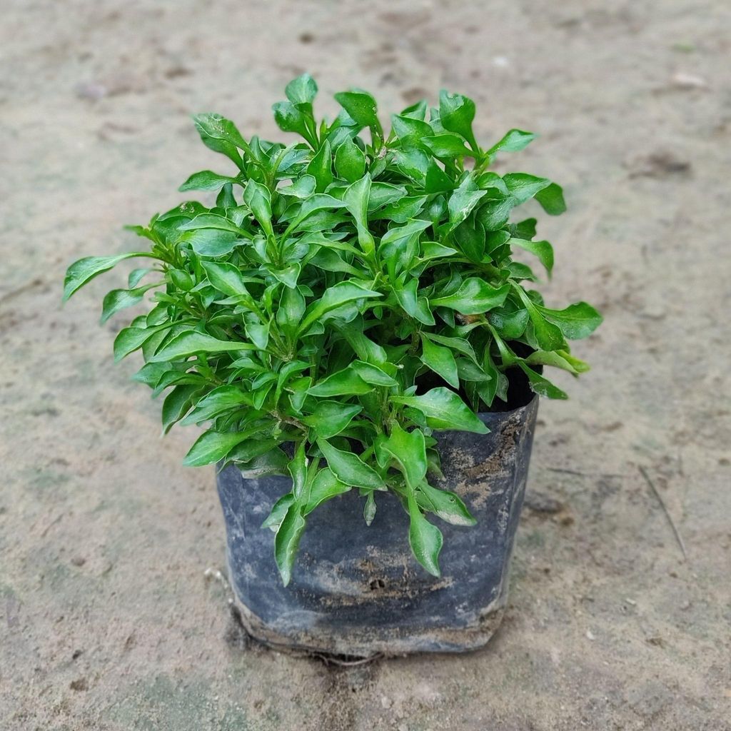Buy Set of 2 - Alternanthera Green in 4 inch Nursery Bag Online | Urvann.com Set of 2 - Alternanthera Green in 4 inch Nursery Bag