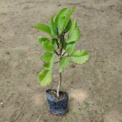 Buy Set of 2 - Patharchatta Medicinal Plant in 4 inch Nursery Bag Online | Urvann.com