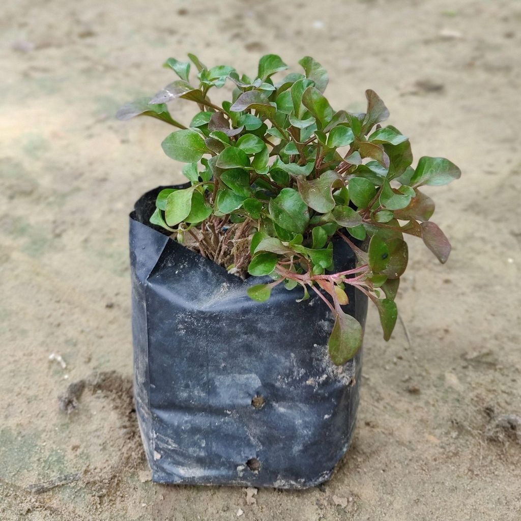 Buy Alternanthera Red in 4 inch Nursery Bag Online | Urvann.com Alternanthera Red in 4 inch Nursery Bag