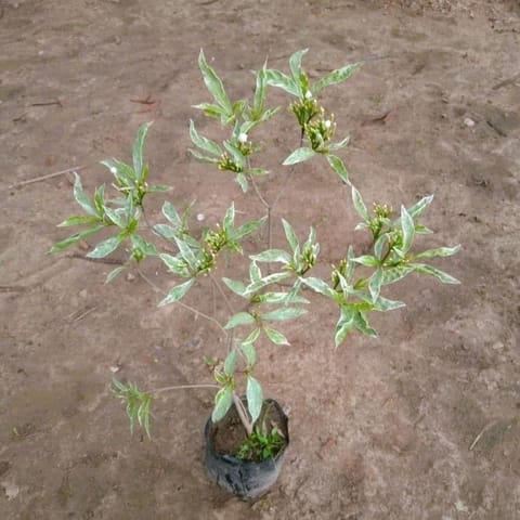 Variegated Chandni white in 5 Inch Live Fresh Plant Nursery Bag in Malad Mumbai