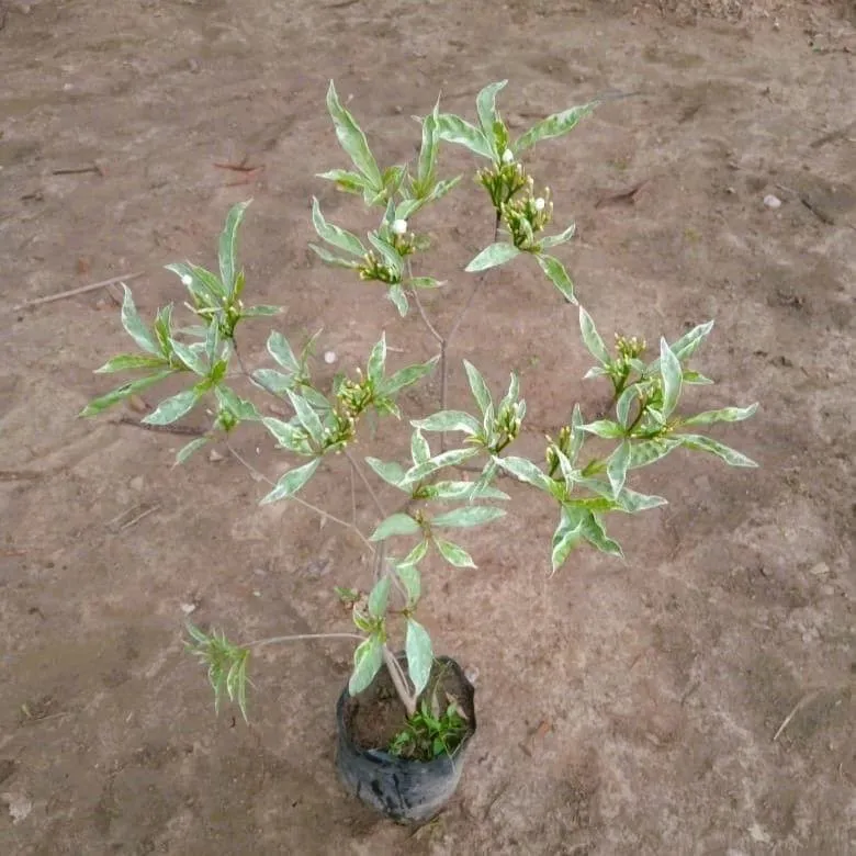 Variegated Chandni white in 5 Inch Nursery Bag