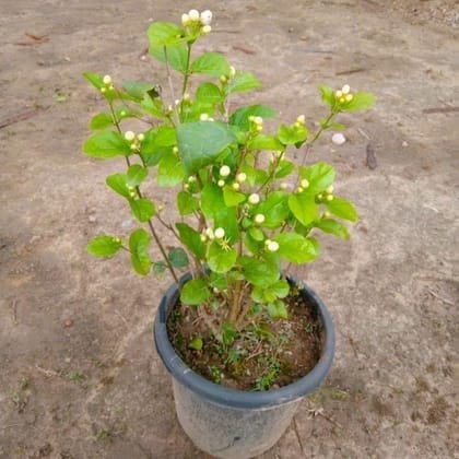 Mogra / Motia Jasmine (Pune Variety) (any colour) in 8 Inch Nursery Pot