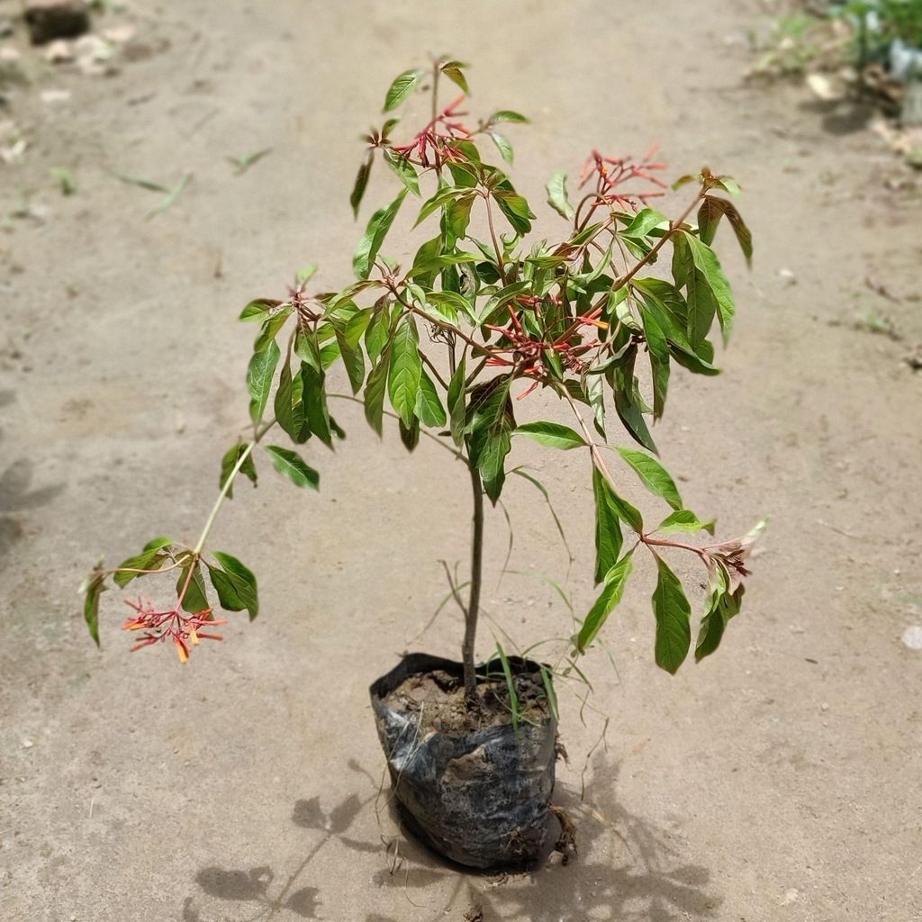 Hamelia in 5 Inch Nursery Bag
