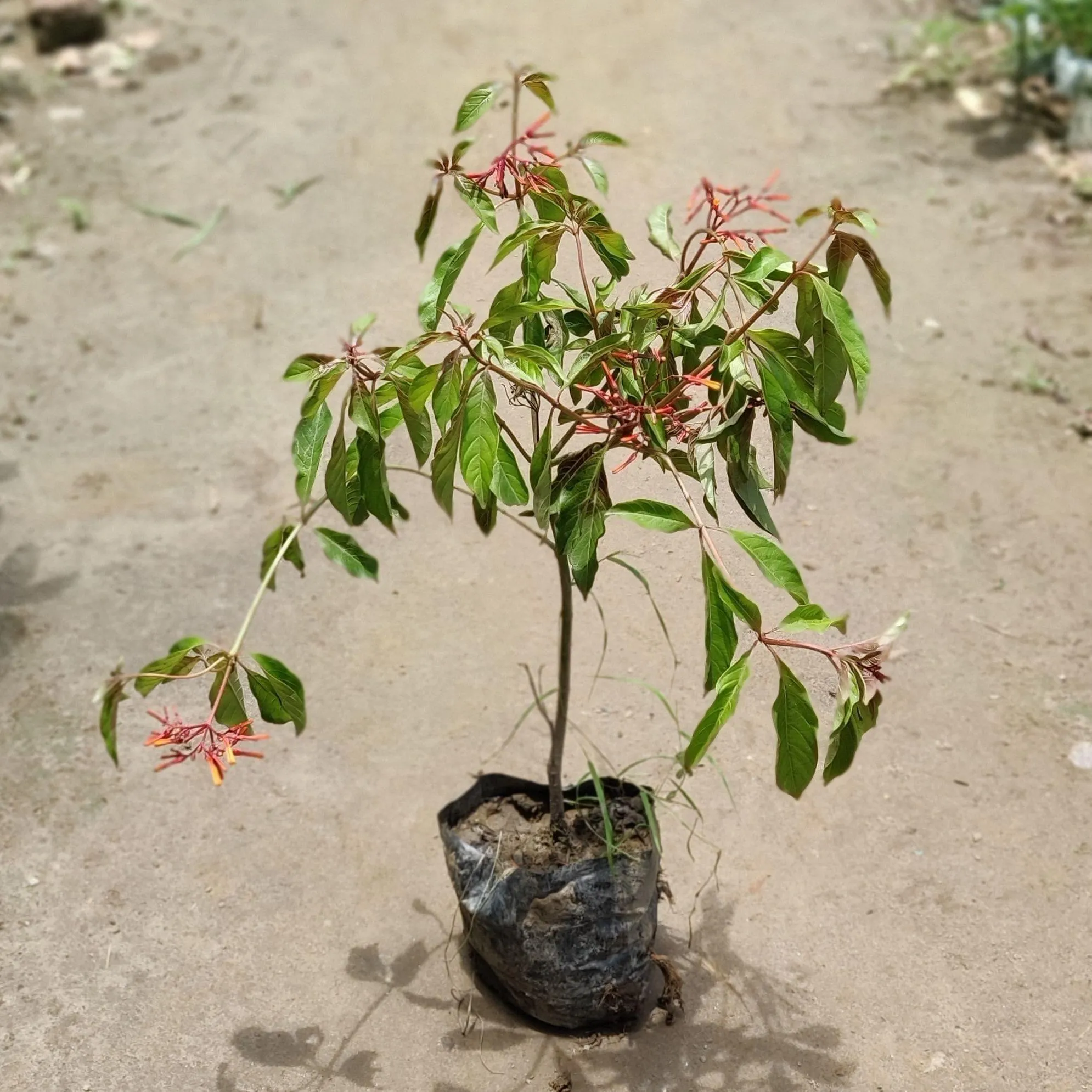 Hamelia in 5 Inch Nursery Bag