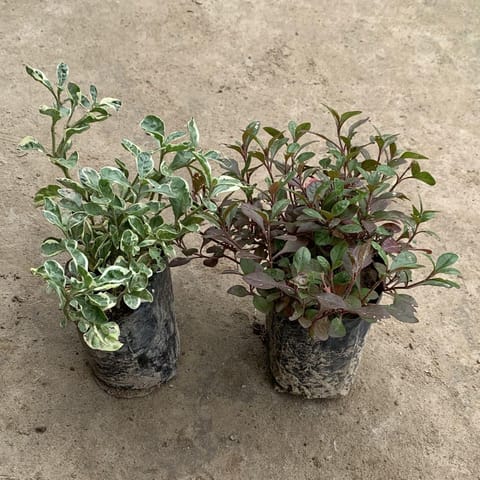 Set of 2 - Alternanthera (Variegated, Red) in 5 Inch Live Fresh Plant Nursery Bag in Sector 71