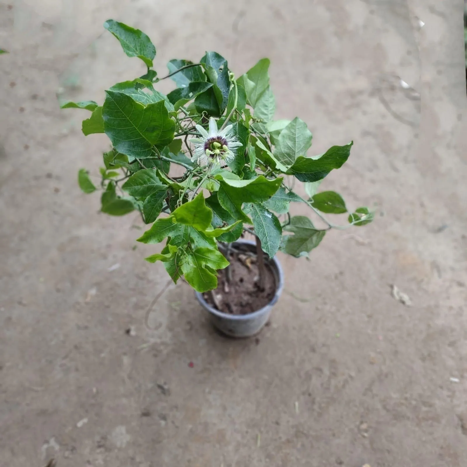 Passion Flower / Passiflora / Rakhi Bel (any colour) in 8 Inch Nursery Pot