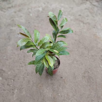 Buy Excoecaria Bicolour - Laila Majnu Plant in 5 Inch Plastic Pot Online | Urvann.com